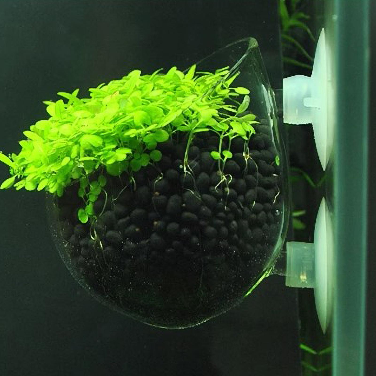 Aquarium Plant Holder - Szklany uchwyt na rośliny akwariowe z