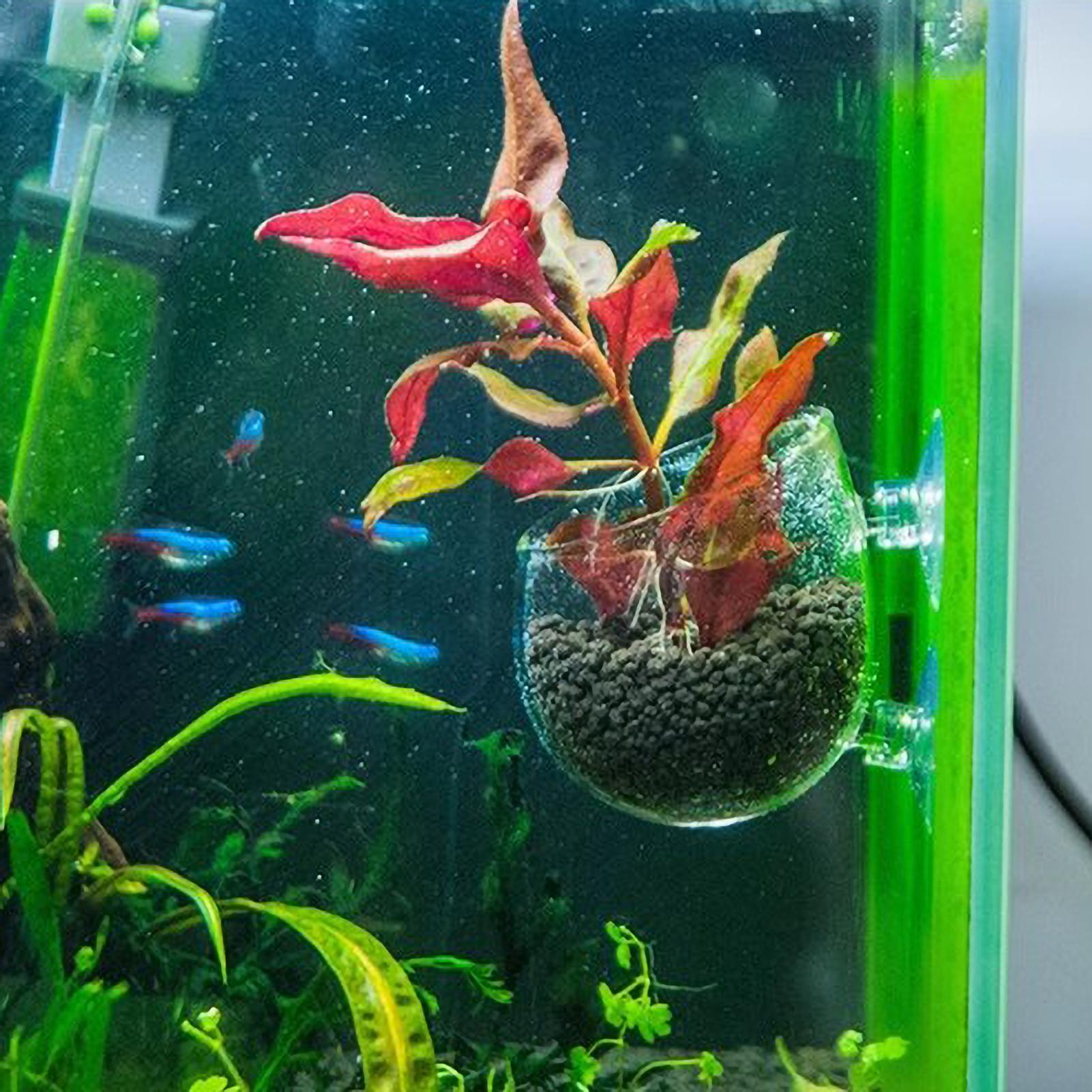 Szklany uchwyt na rośliny akwa – Aquarium Plant Holder recenzja i cena