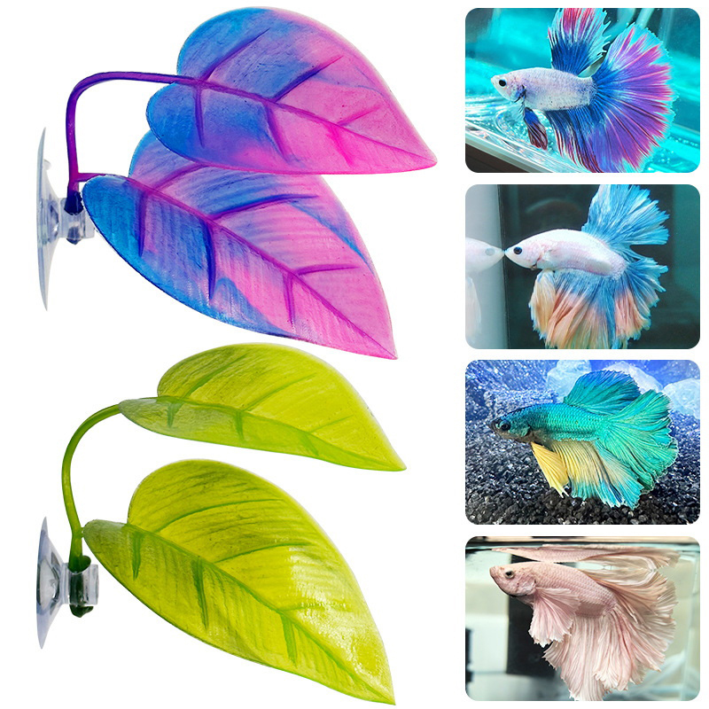Liście do odpoczynku, liście d – Planted Aquarium Betta recenzja i cena