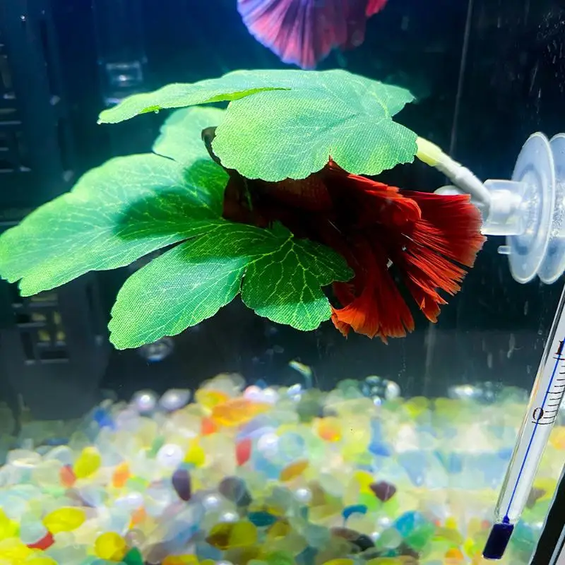 Hamak z liści do akwarium dla  – Planted Aquarium Betta recenzja i cena