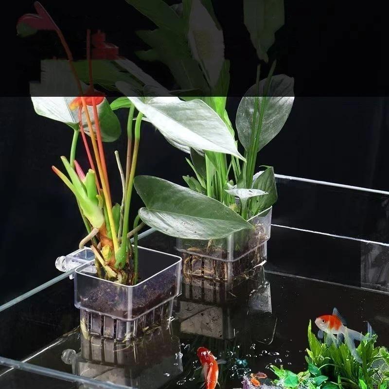 Przezroczysty, zawieszany uchw – Aquarium Plant Easy To Grow recenzja i cena