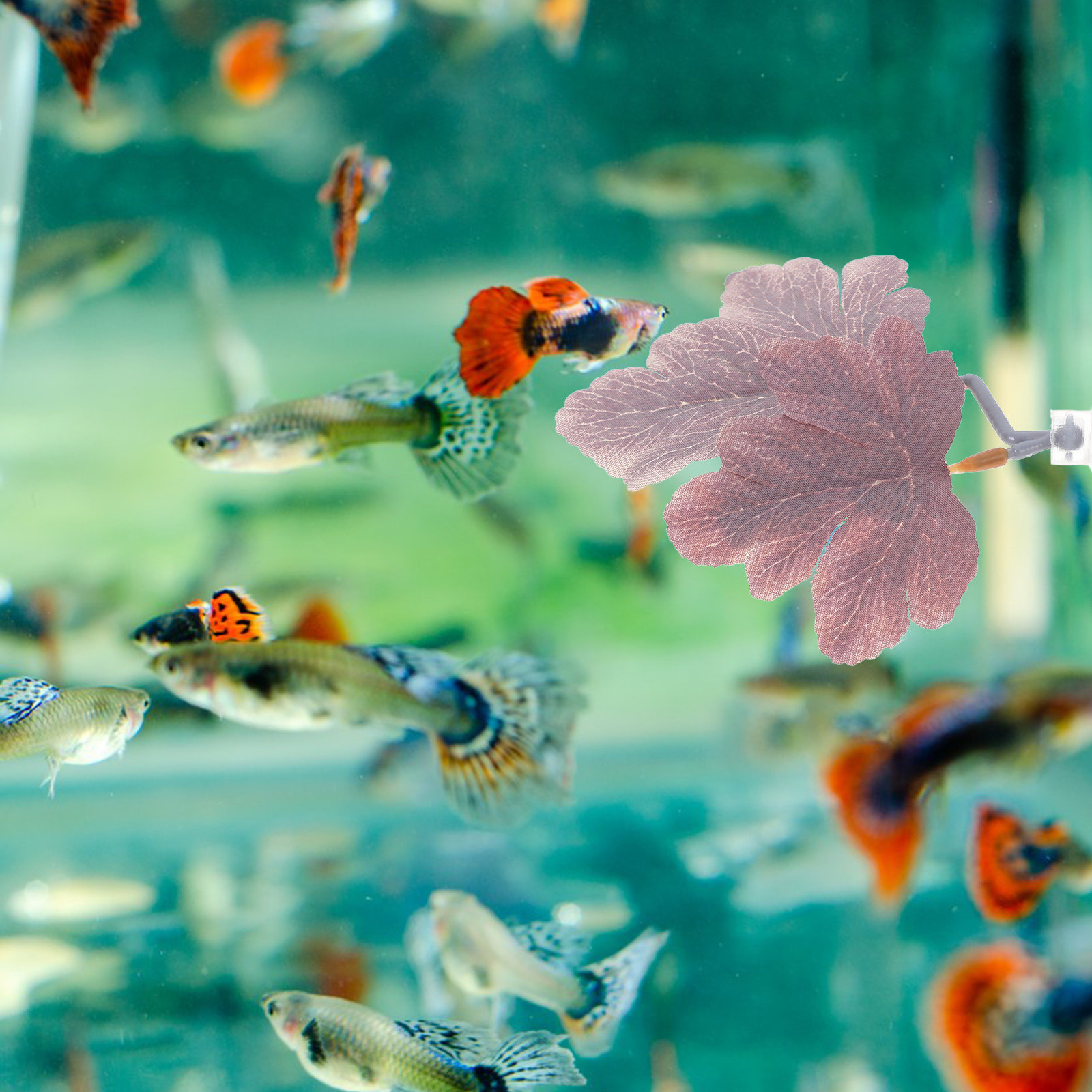 Hamak z liści dla rybki betty, – Planted Aquarium Betta recenzja i cena