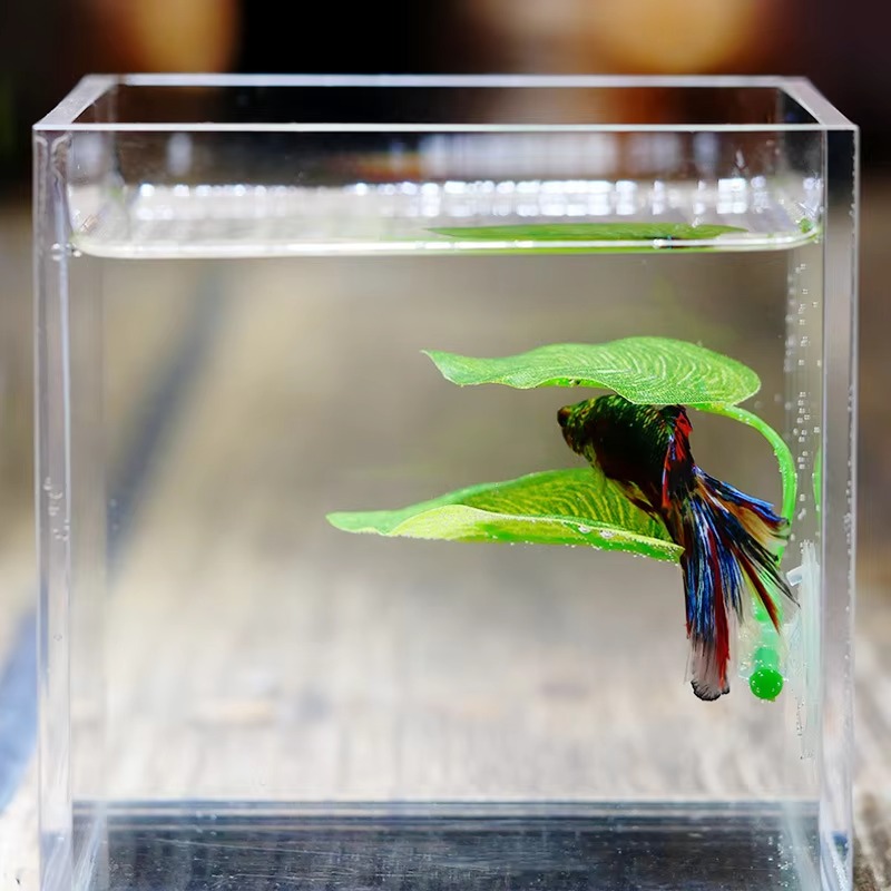 Rośliny do akwarium dla rybek  – Planted Aquarium Betta recenzja i cena